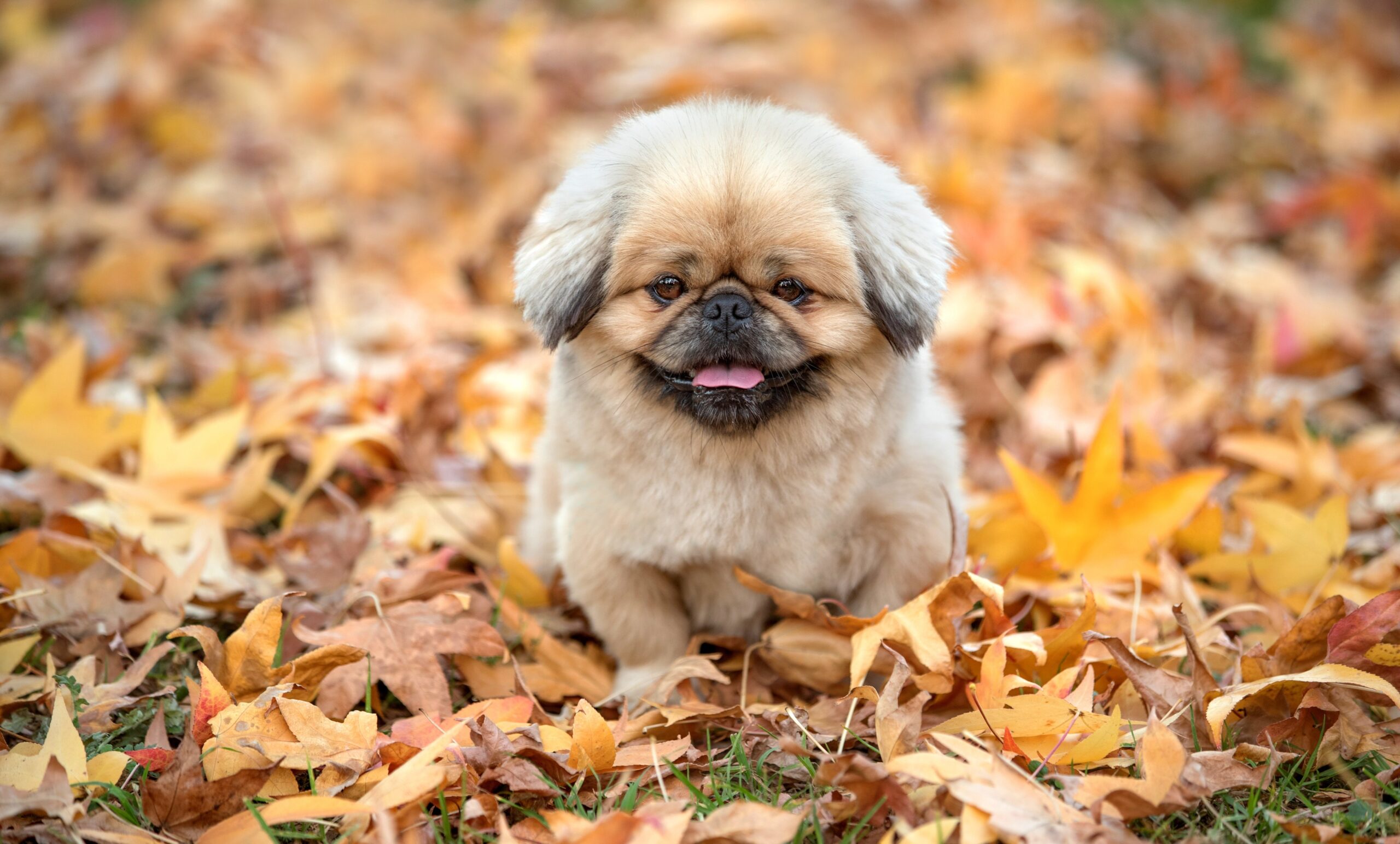 doggy-8683291
